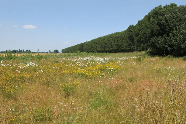 시골에 하얀 꽃이 만발한 잔디 어깨 - grass shoulder rural scene road wildflower 뉴스 사진 이미지