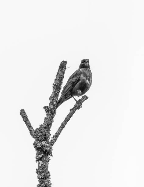 istock Grayscale shot of a one-legged robin perched on a tree branch 1504441927
