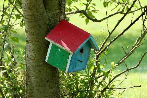 istock A colorful bird house on a tree. 1504449723