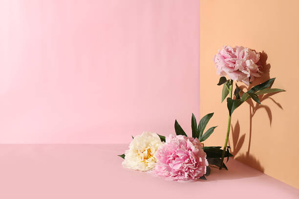 istock Abstract background with peony flowers and sharp shadows.Minimal floral arrangement,an empty showcase for the demonstration or presentation of cosmetic products, 1504450262
