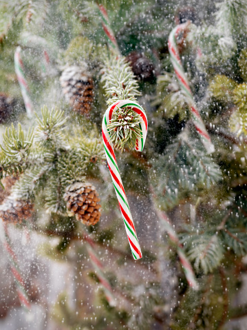 Candy Canes Hanging on a Christmas tree-Photographed on Hasselblad H1-22mb Camera