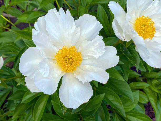 istock A White Peony Lactiflora large flower 1504461089