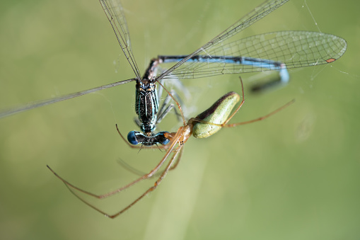 Close-up of a long-armed green spider that has caught a blue feathered dragonfly in its web. The background is green.