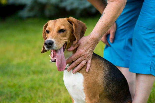 istock Petting My Dog 1504473118