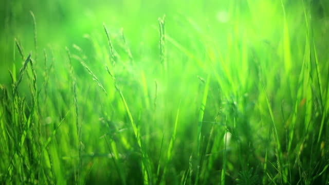 Green Grass in Meadow Free Stock Video Footage Download Clips Nature