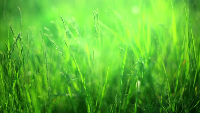 Green Grass in Meadow Free Stock Video Footage Download Clips Nature Green Grass in Meadow Free Stock Video Footage Download Clips Nature