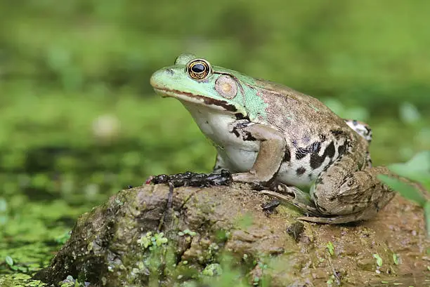 Photo of Female Green Frog and Young Frogs on Log