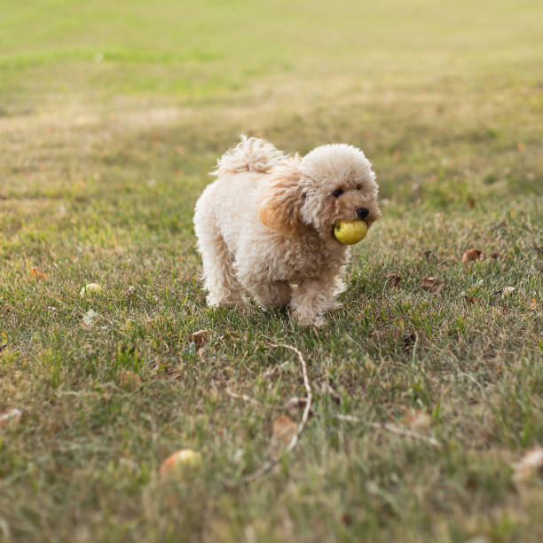istock Cute fluffy friendly toy poodle walks on the lawn 1504489831