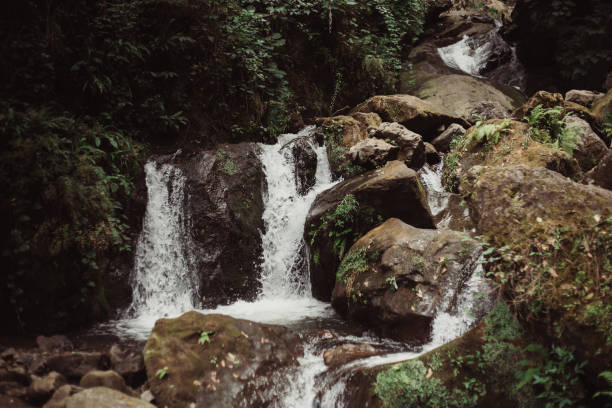 istock Dense subtropical flora of the Caucasus Mountains 1504492237