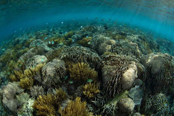 istock Beautiful and Diverse Coral Reef in Komodo 1504497026
