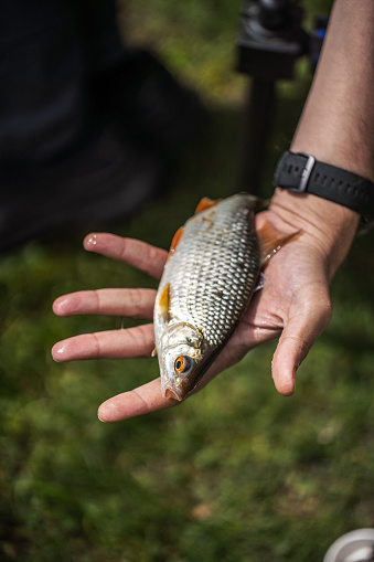 The roach fish on the Fishermans hands.