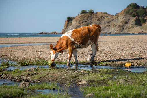 Cow eating watermelon in nature and rock landscape behind it