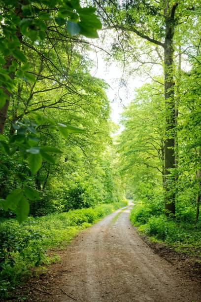 istock trees that are next to a dirt road in the woods 1504506191