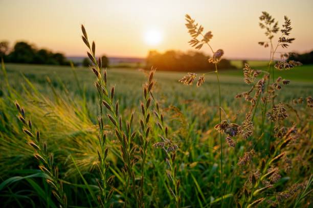 istock a field of grass in front of the setting sun with small trees 1504506198