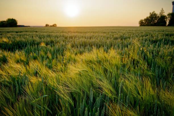 istock a wheat field is illuminated by the sun setting behind a house 1504506206