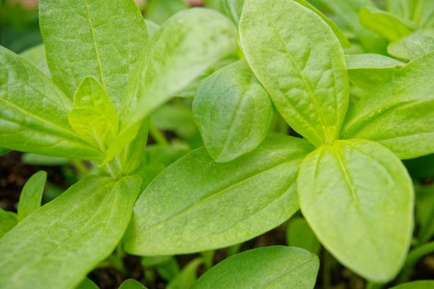 istock some green plants in a planter in the dirt by some grass 1504506208
