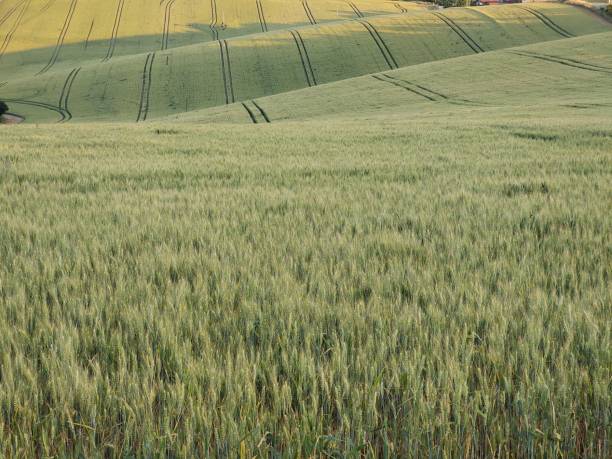 istock Wheat field during sunnrise or sunset. 1504506666