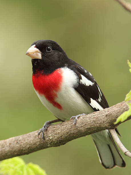 istock Male Rose-breasted Grosbeak 150450823