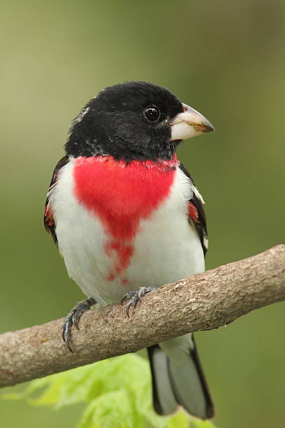 istock Male Rose-breasted Grosbeak 150450834