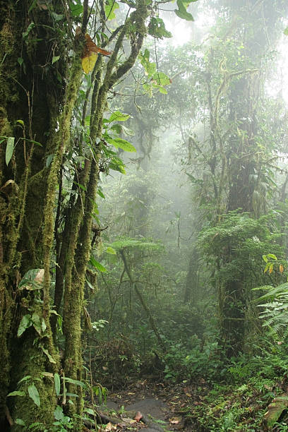 istock Monteverde Cloud Forest - Costa Rica 150450886