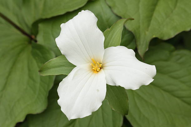 istock White Trillium - Ailsa Craig, Ontario 150450916