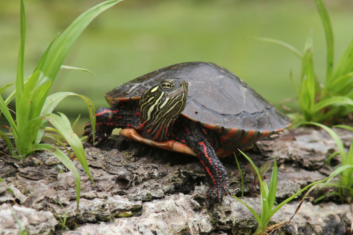Painted Turtle (Chrysemys picta) Basking on a Log - Pinery Provincial Park, Ontario, Canada