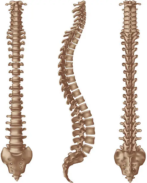 Vector illustration of Human spine bones