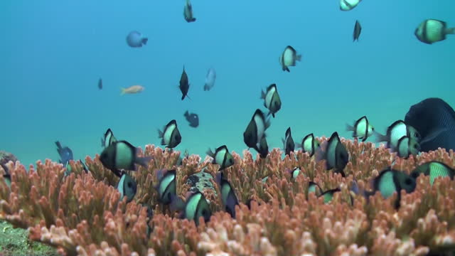 Underwater coral reef of Bali teems with astonishing school of fish.