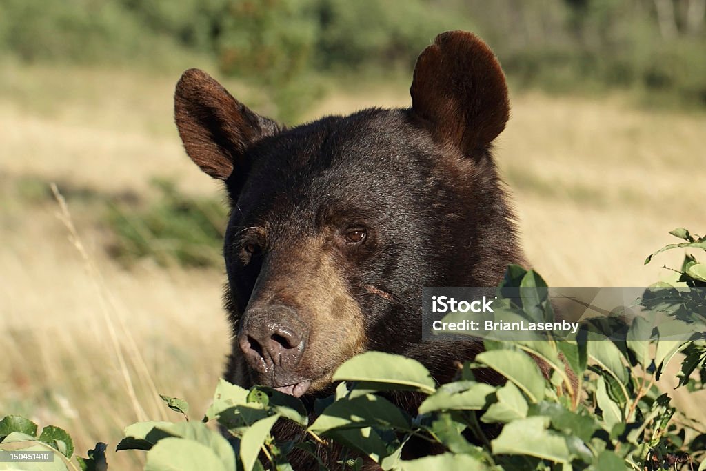 アメリカクロクマ食べるバッファローベリー - アメリカクロクマのロイヤリティフリーストックフォト