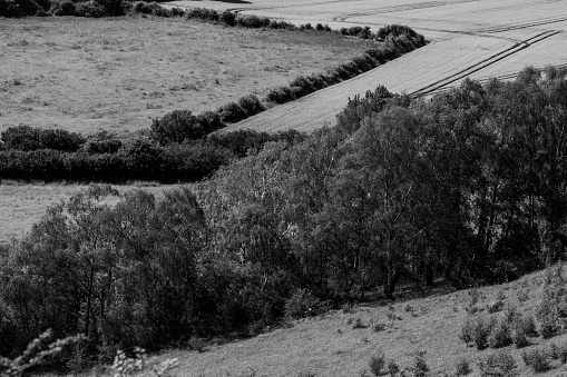 A black and white image of a vast landscape featuring a vast field with trees in the background