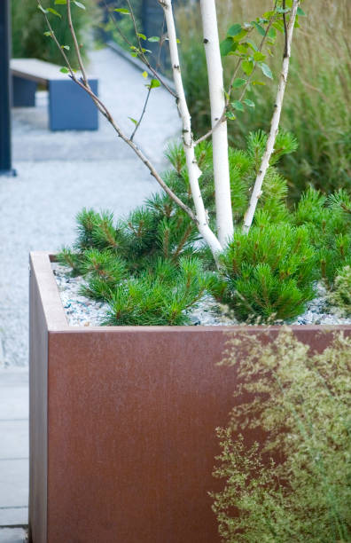 istock Green plants in corten flower pot close up. 1504518528