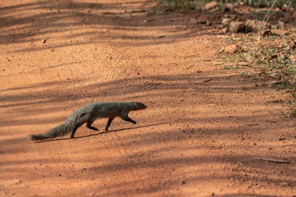 istock an indian mongoose crossing the path in a forest 1504518535