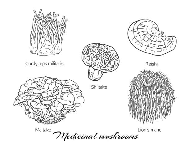 ilustrações de stock, clip art, desenhos animados e ícones de hand drawn set of medicinal mushrooms - edible mushroom shiitake mushroom fungus chinese cuisine