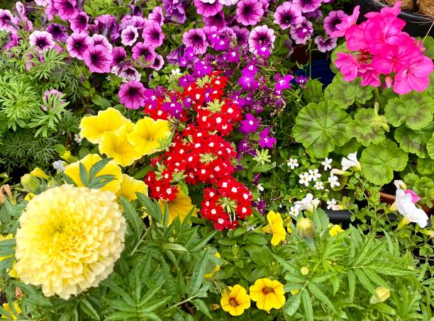 istock Colourful summer flowers 1504533979