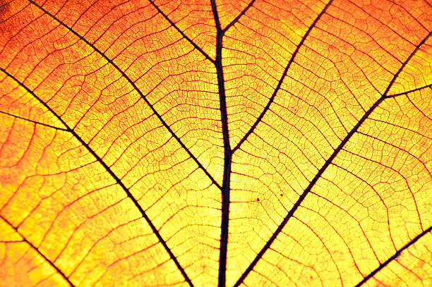 istock Leaf Vein Old brown and transparance 150453497