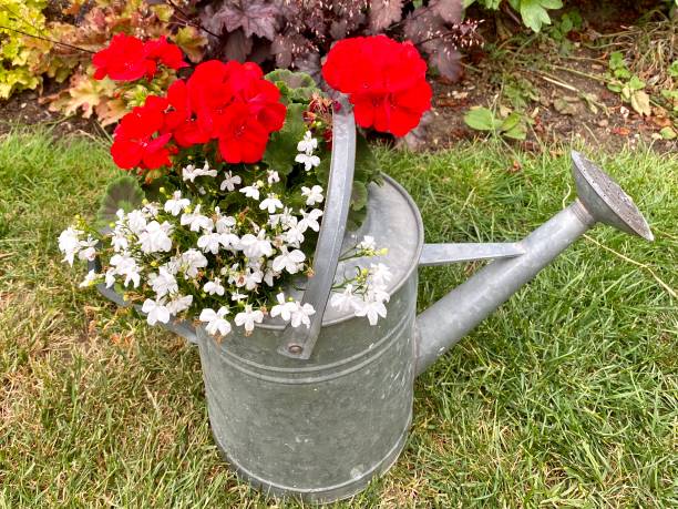 istock Colourful summer flowers in a watering can 1504535097