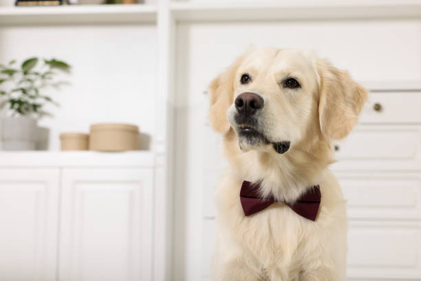 istock Cute Labrador Retriever with stylish bow tie indoors. Space for text 1504553924