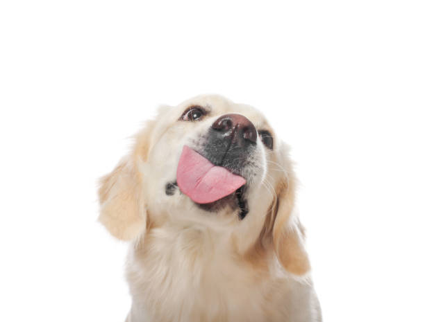istock Cute Labrador Retriever showing tongue on white background 1504555687