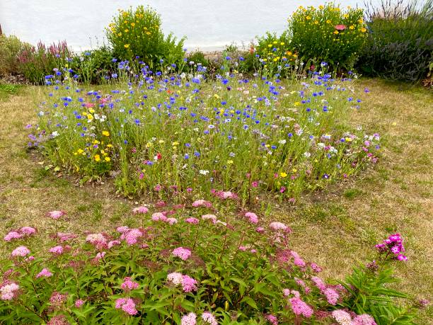 Beautiful wild flowers in a garden