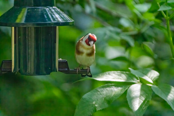 Goldfinch on a bird feeder