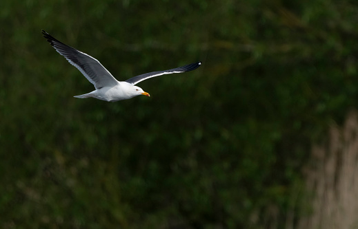 Black backed Gull flying over a lake in Gosforth Park Nature Reserve.