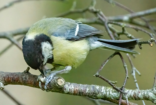Great tit in a tree.