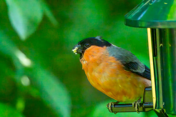 Male bullfinch on a bird feeder