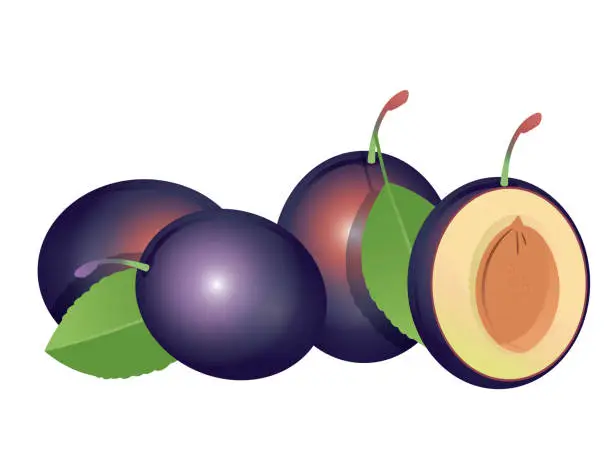 Vector illustration of Damson plums