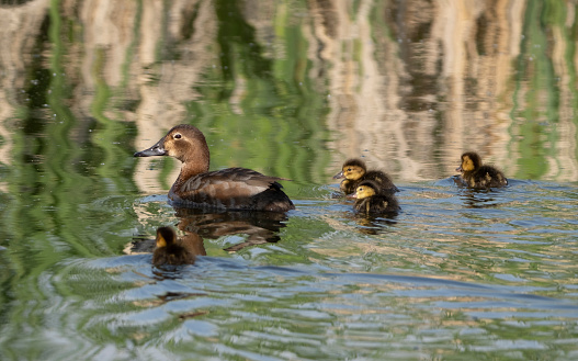 Pochard Mother and ducklings on the lake at Gosforth Park Nature Reserve
