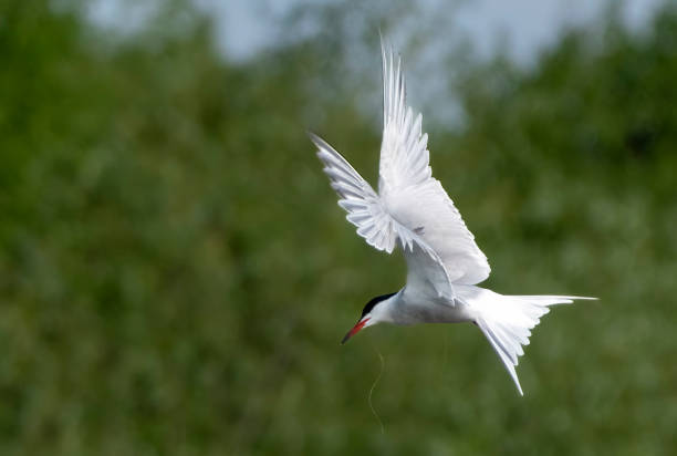 istock Common tern flying over a lake in Gosforth Park Nature Reserve 1504563938