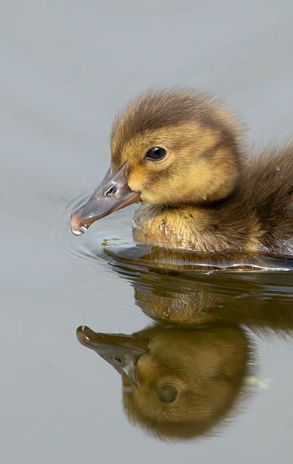 Pochard duckling on the lake at Gosforth Park Nature Reserve