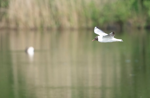 Black headed Gull flying over a lake in Gosforth Park Nature Reserve.