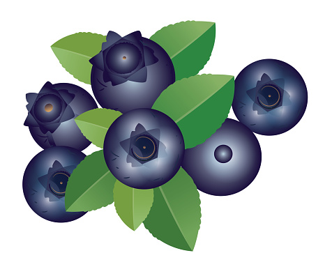 Vector Blueberry