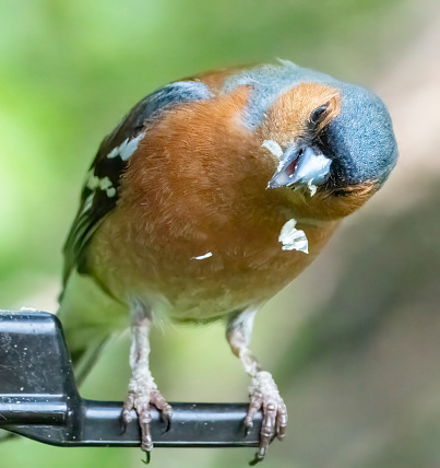 Male chaffinch on a bird feeder